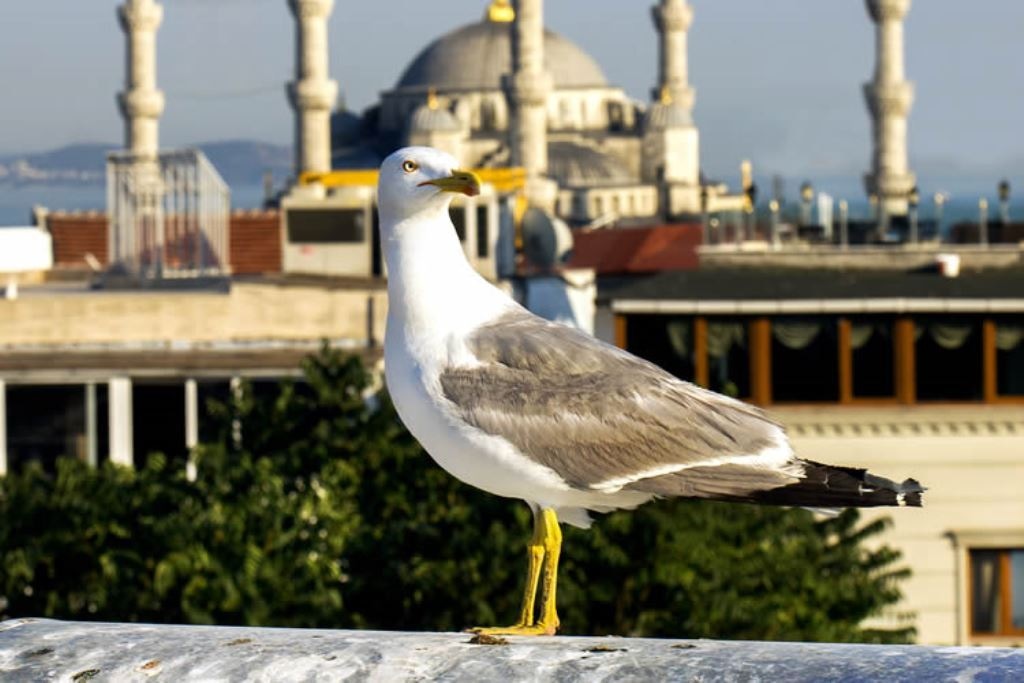 restaurants-breakfast-terrace