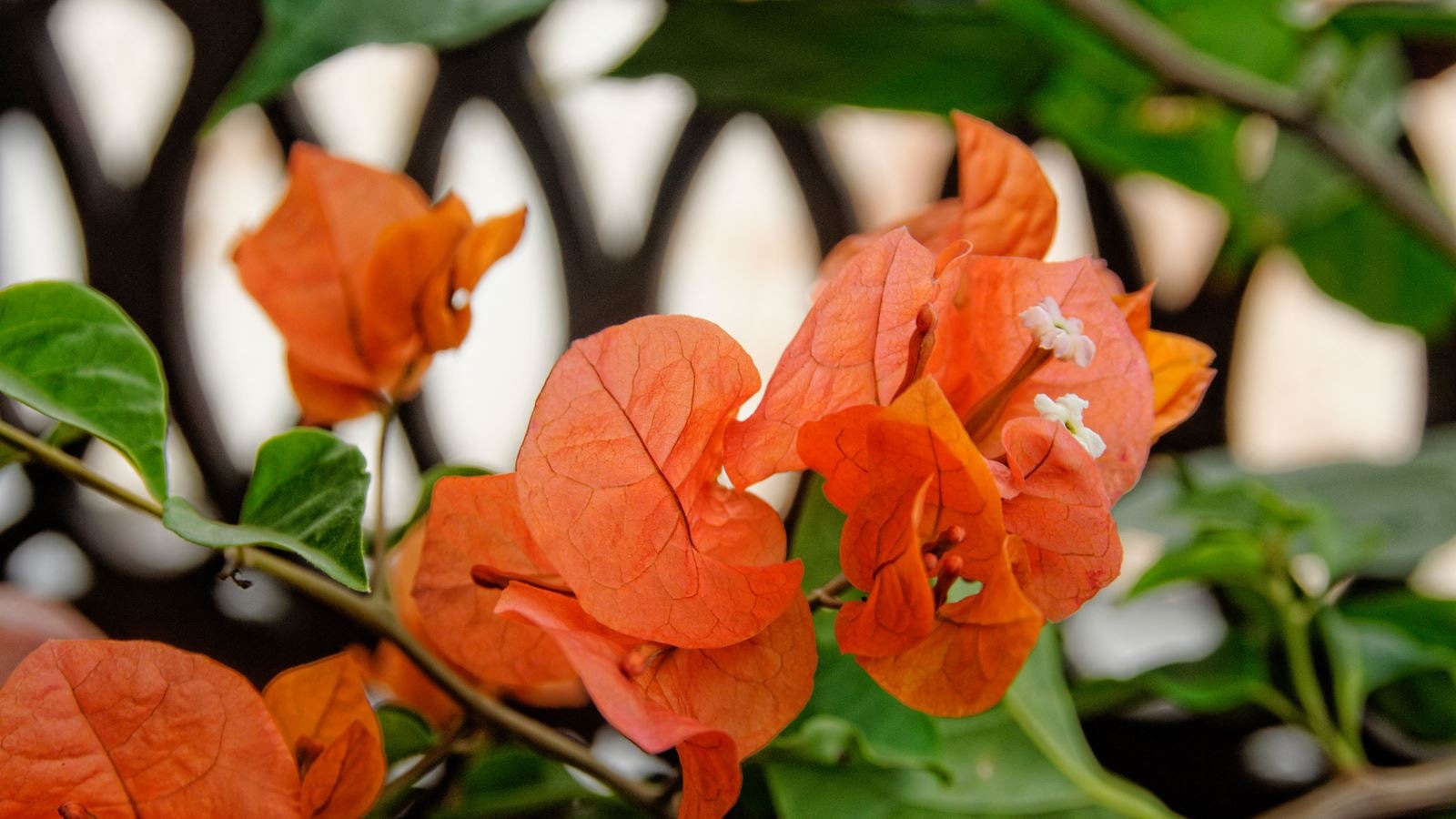 rooms-single-superior